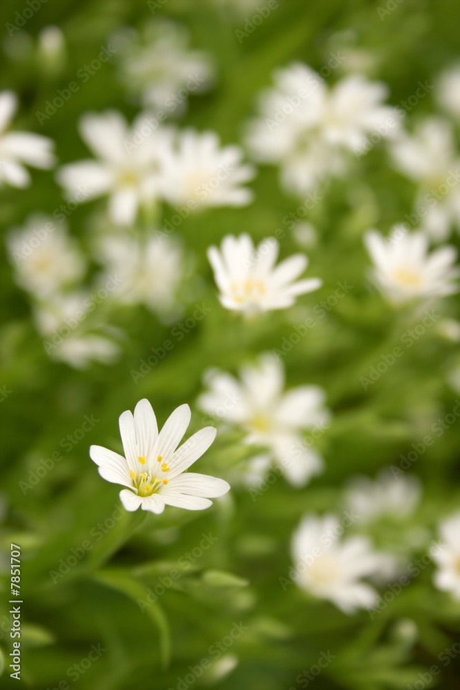 White flower on the green dim background White flower on the green dim background