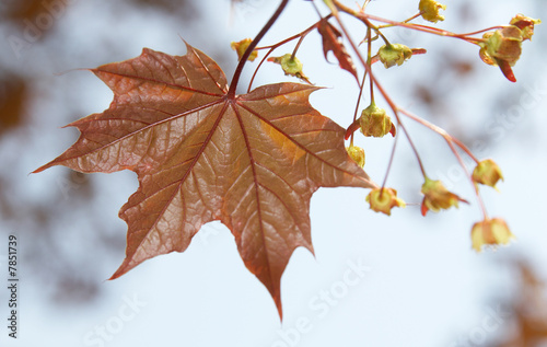 Brown leaf of a maple with colors on a blue background