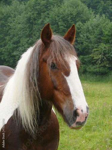 Kopfbild eines Pinto