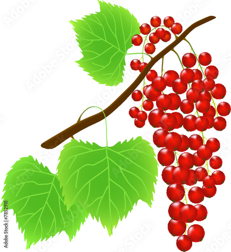 Twig of red currant berry (vector illustration)