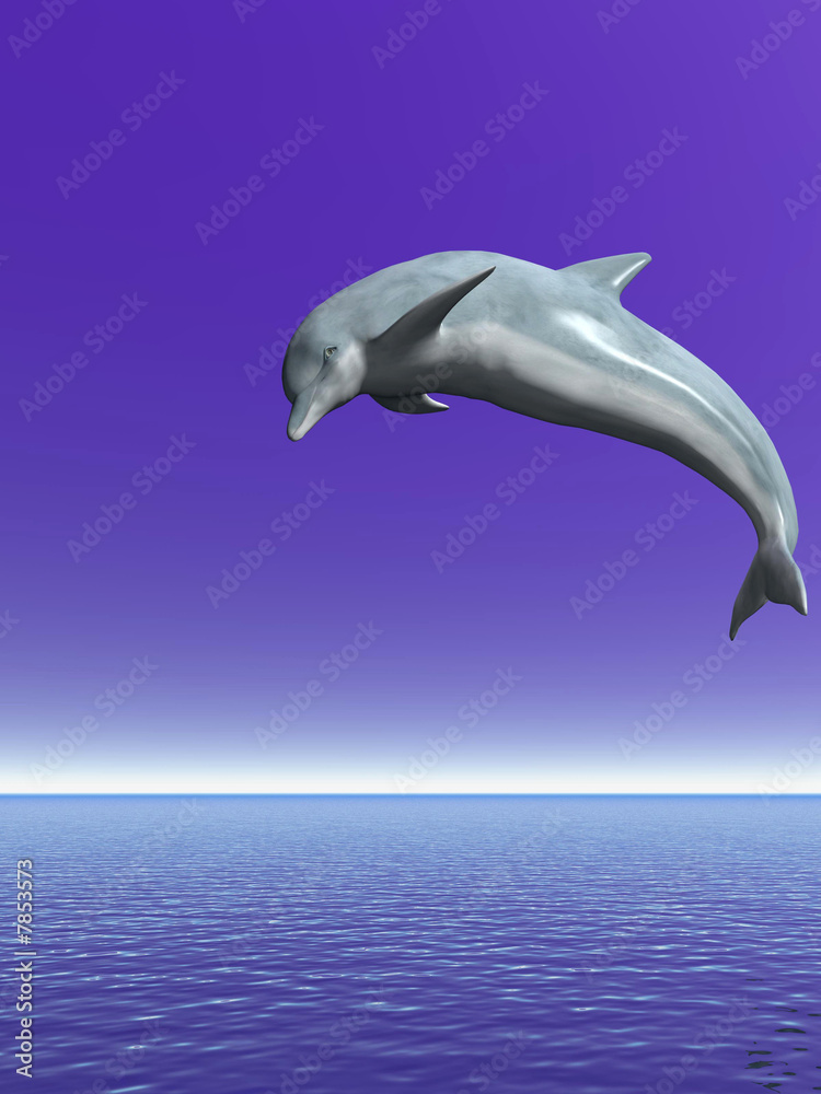 Obraz premium Dolphin