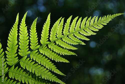 Leaves of fern - Dryopteris filix-max. photo