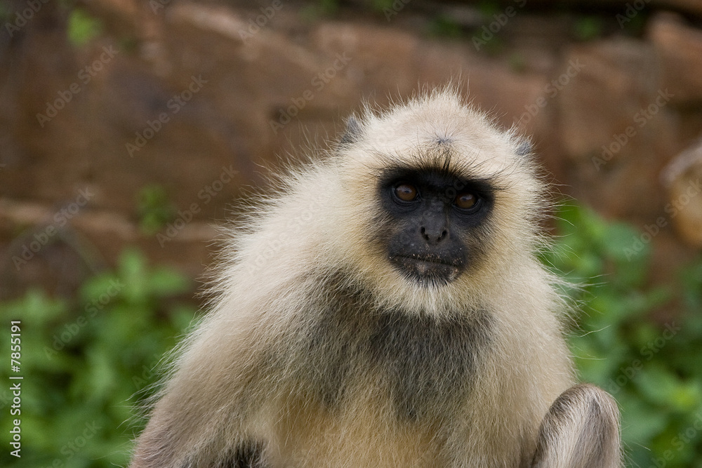 Obraz premium Sacred monkey in indian temple