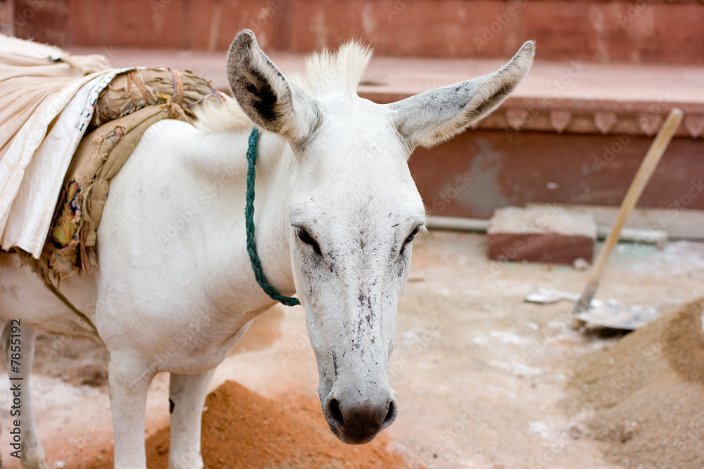 donkey working on building