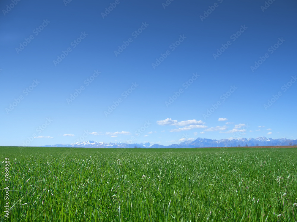 Meadow and blue sky Meadow and blue sky