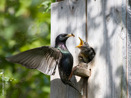 Foto starling feed his nestling