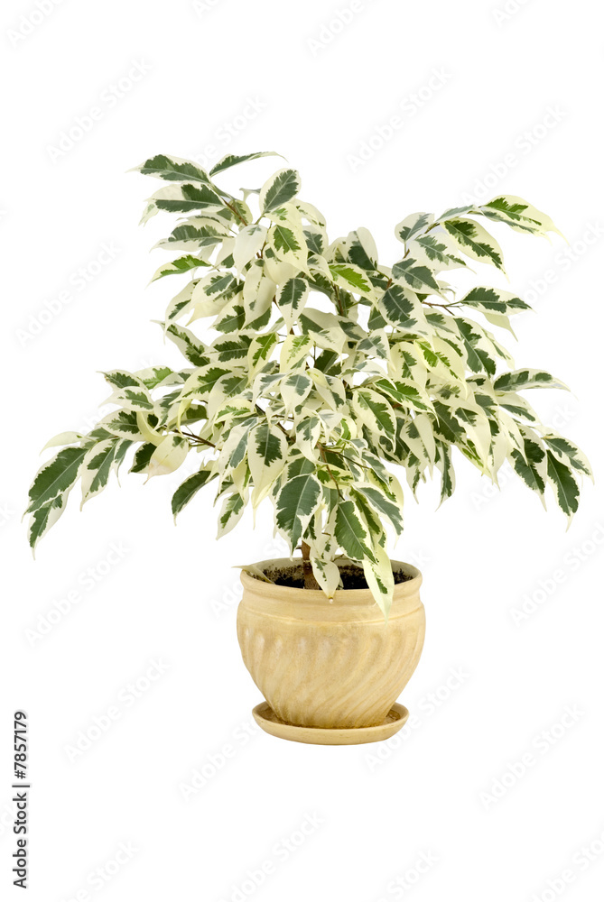 plant