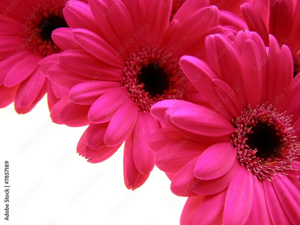 pink gerbera pink gerbera