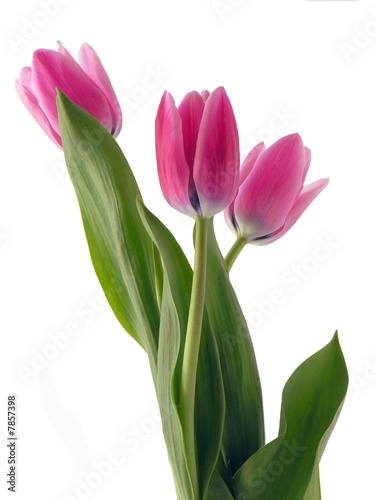 amaranthine tulips in posy