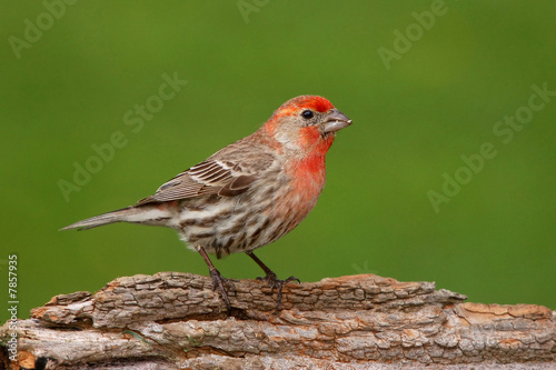 Male House Finch