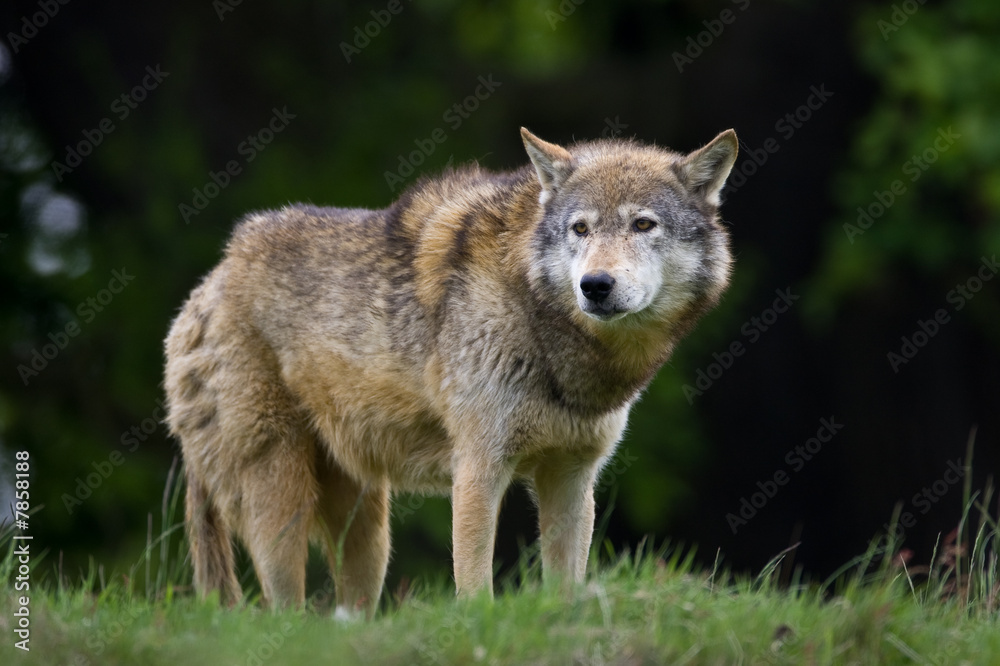 Timber Wolf on the horizon