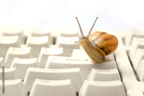 Garden snail sitting on the computer keybord