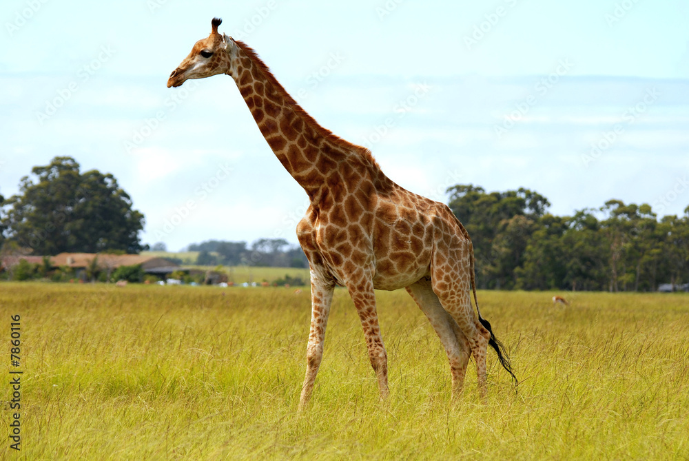 giraffe in savanna