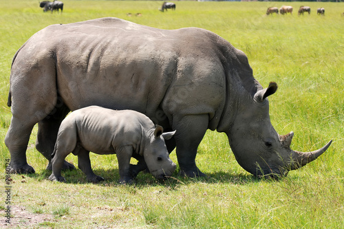 white rhinoceros with 3 weeks calf photo