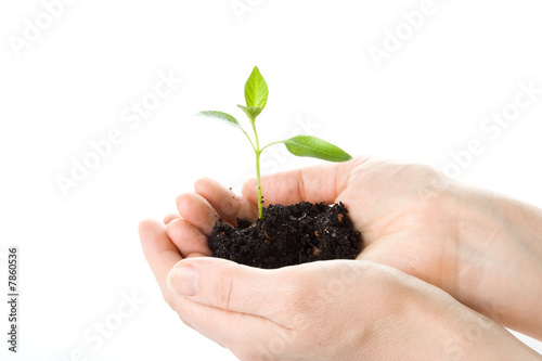 Transplant of a tree in female hands
