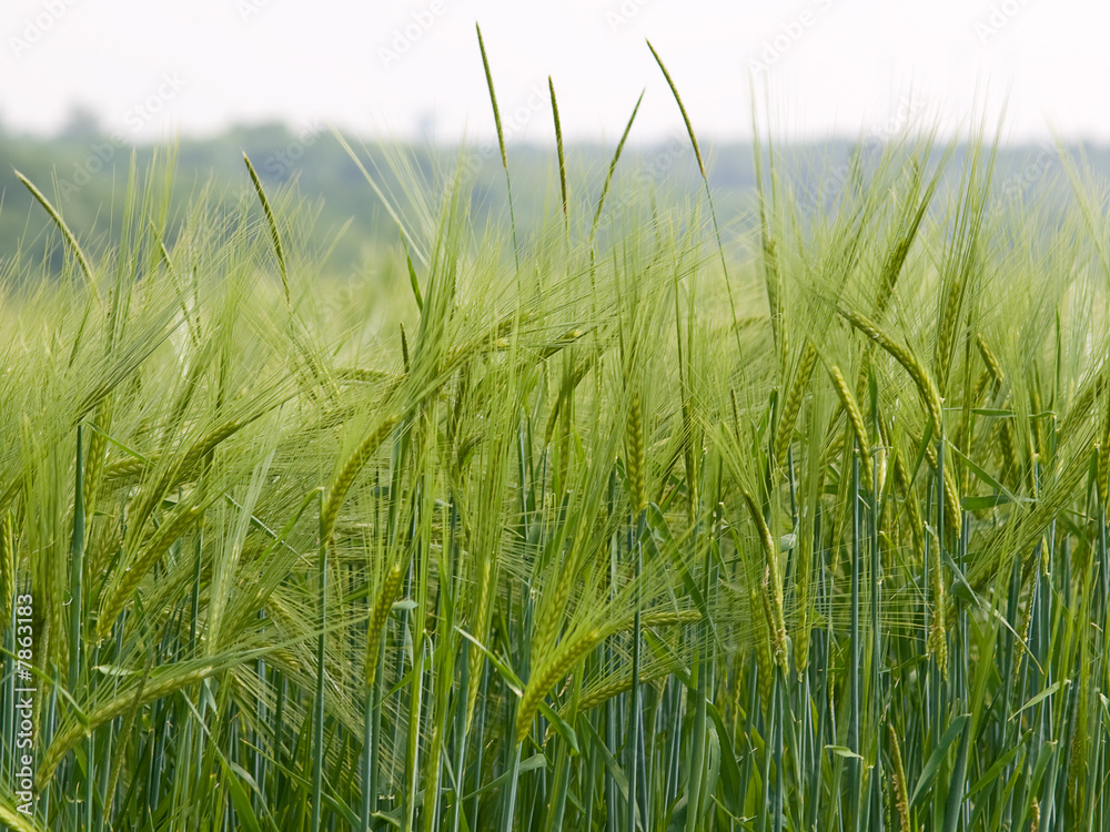 green rye with blurred background green rye with blurred background