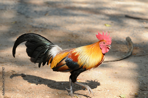 rooster