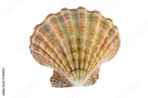 scalloped edge shell