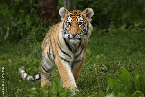 Fototapeta Naklejka Na Ścianę i Meble -  Amur Tiger Cub