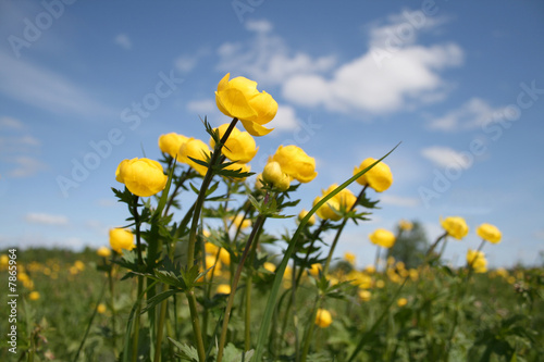 flowerses on meadow