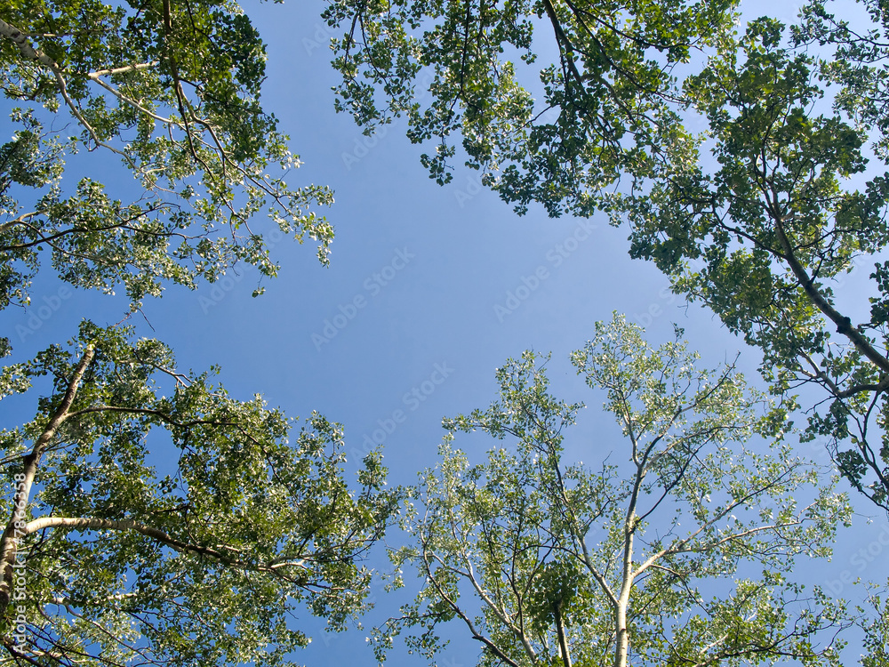 Fototapeta premium Tree branches