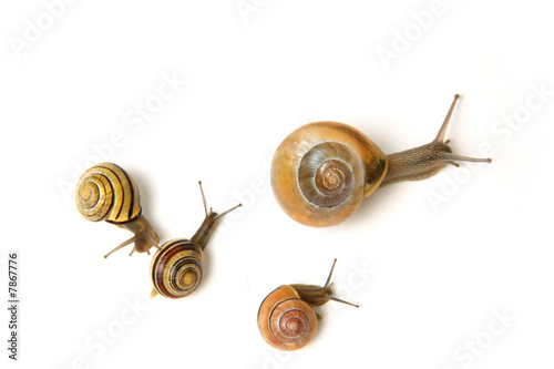 Mother snail and her little ones :)