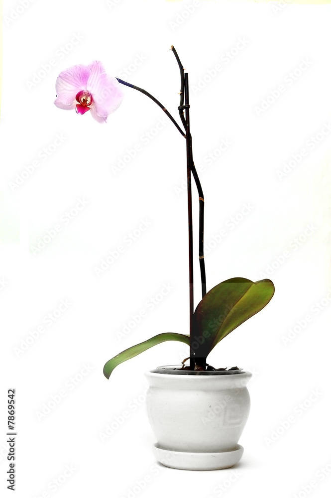 Fototapeta premium Orchid in flowerpot