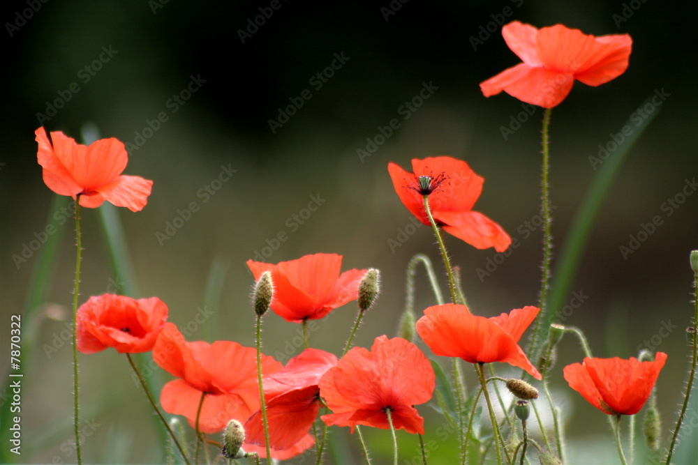 Naklejka premium Coquelicots