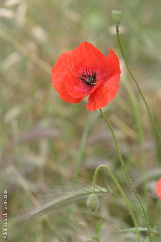 Obraz premium Coquelicot