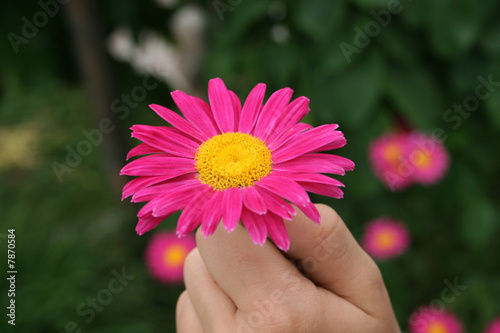 blume in hand