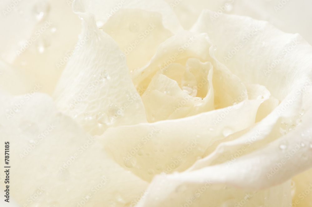 Fototapeta premium macro geïsoleerde witte roos