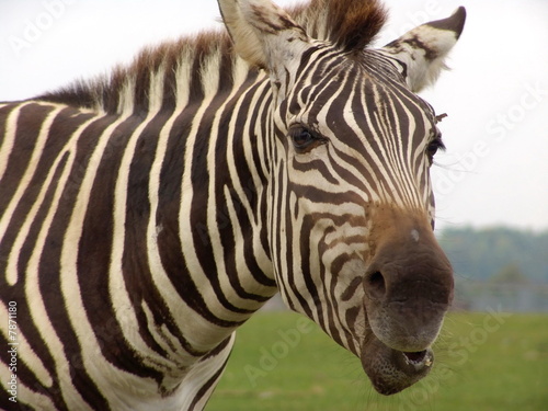 Zebra  close-up