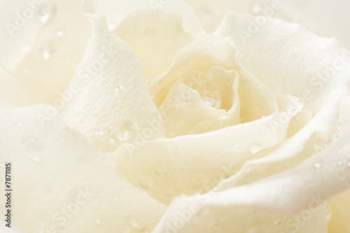 macro geïsoleerde witte roos