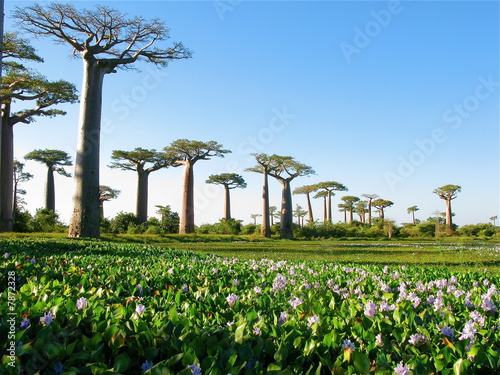 Foto Baobabs au milieu de fleurs, Morondave, Madagascar,.