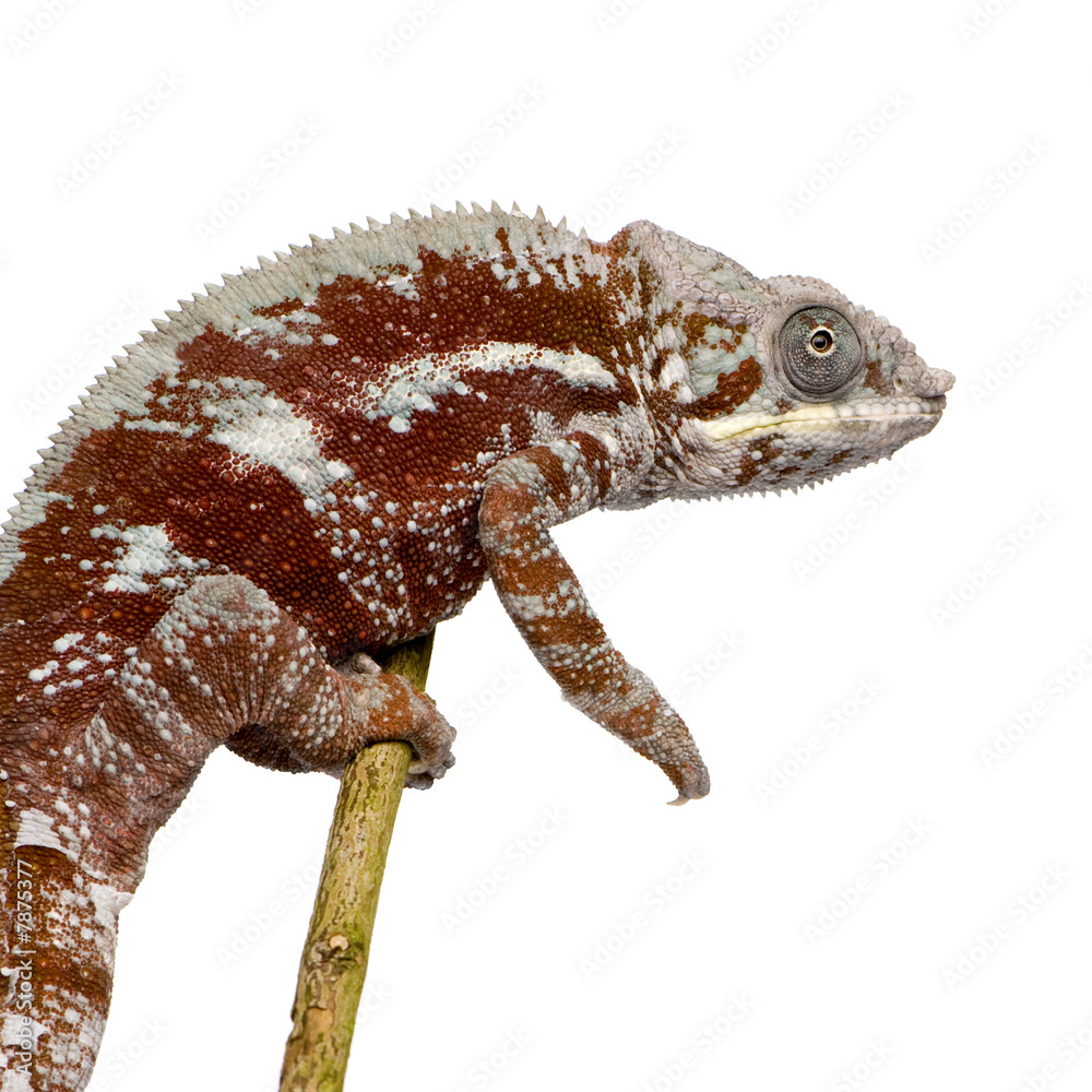 Fototapeta premium Chameleon Furcifer Pardalis - Masoala (4 years)