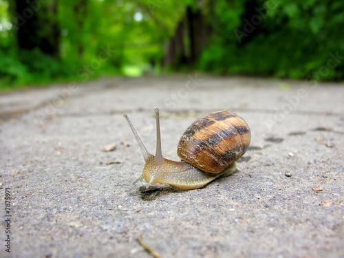 Snail