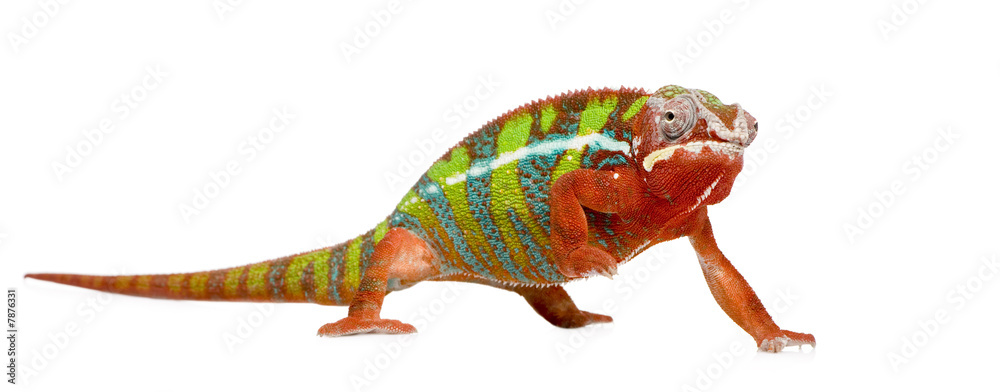 Fototapeta premium Chameleon Furcifer Pardalis - Ambilobe (18 months)