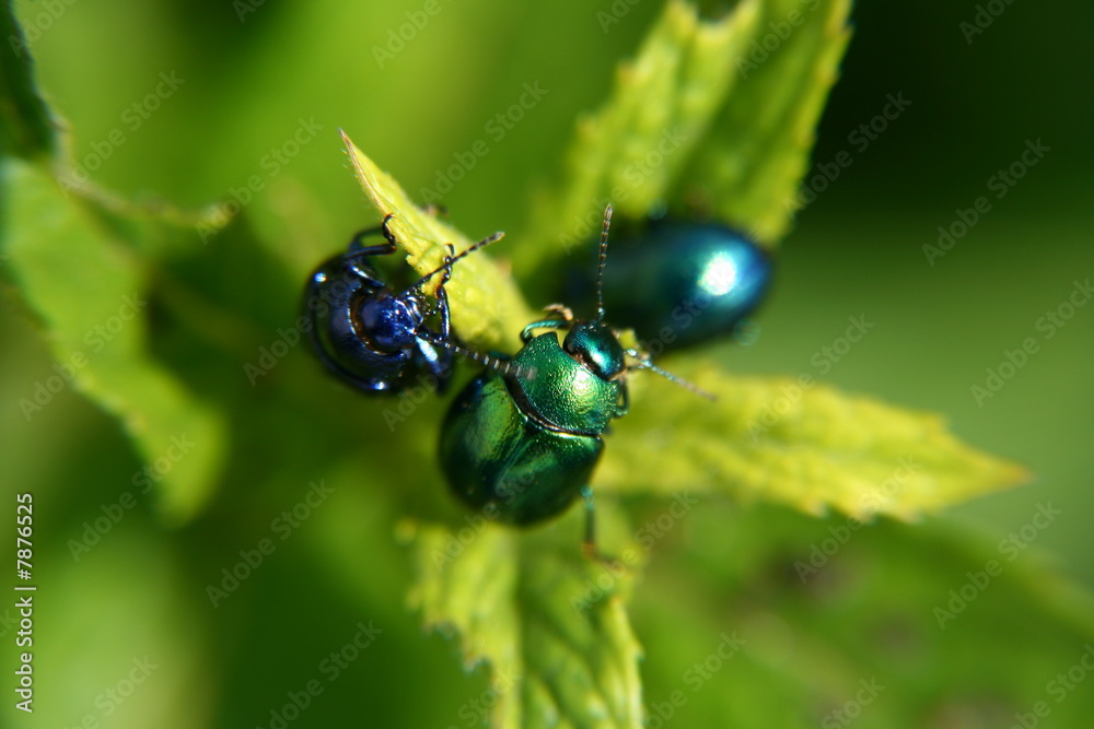 Fototapeta premium Close up nsect pests eating mint stalk