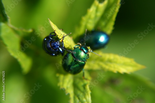 Close up nsect pests eating mint stalk photo