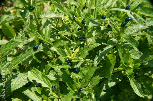 Photos Mint stalk destroyed by insect pests