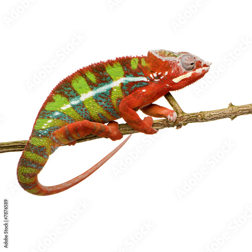 Chameleon Furcifer Pardalis - Ambilobe (18 months) #7876589