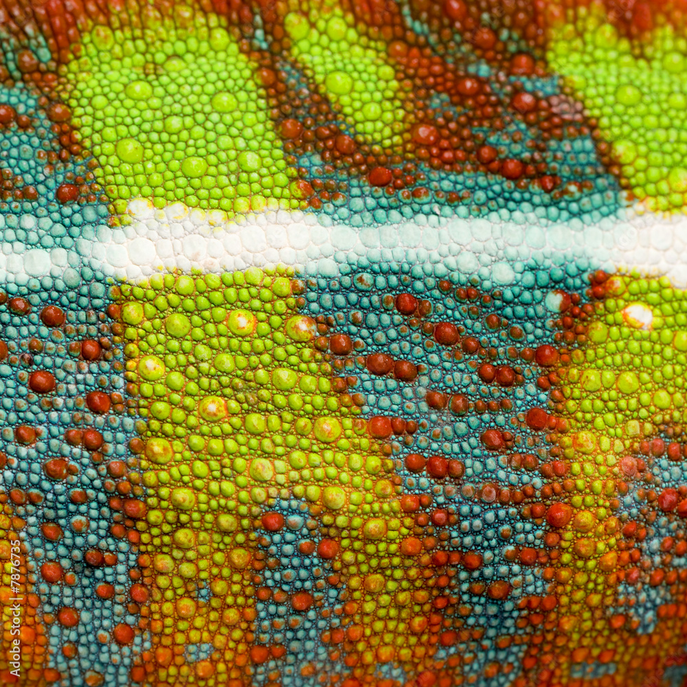 close-up on a colorful reptile skin