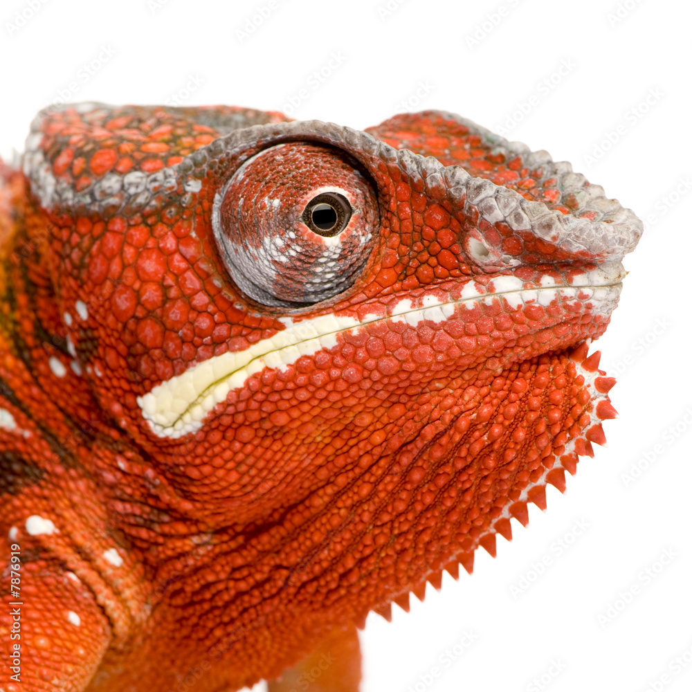 Naklejka premium Chameleon Furcifer Pardalis - Sambava (2 lata)