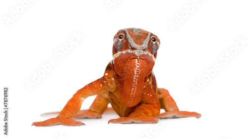 Chameleon Furcifer Pardalis - Sambava  2 years 