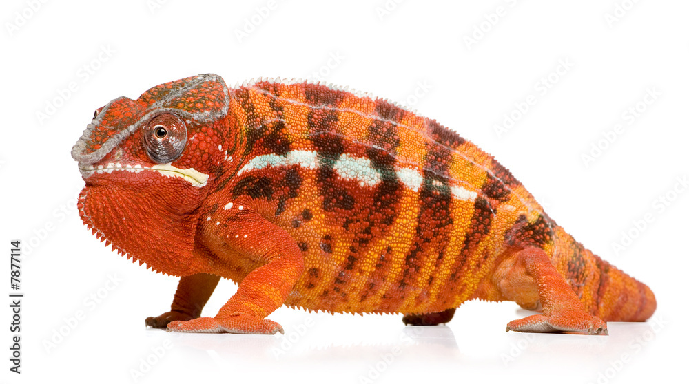 Fototapeta premium Chameleon Furcifer Pardalis - Sambava (2 years)