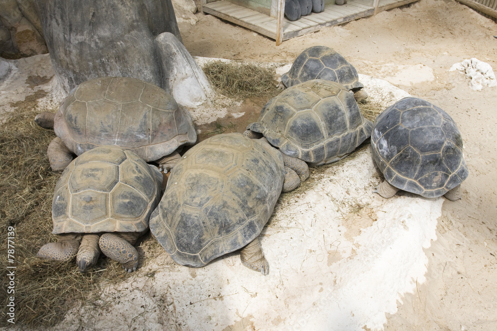 Fototapeta premium tortue de terre