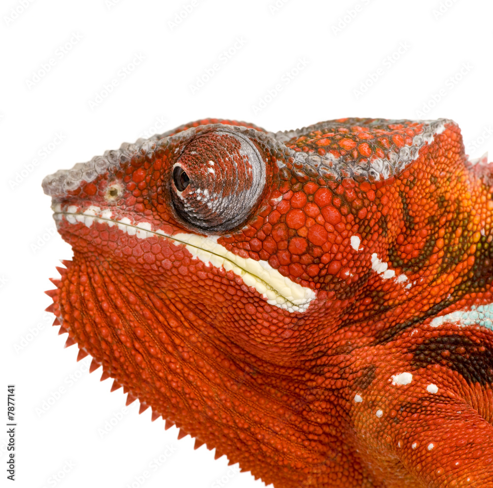 Fototapeta premium Chameleon Furcifer Pardalis - Sambava (2 years)