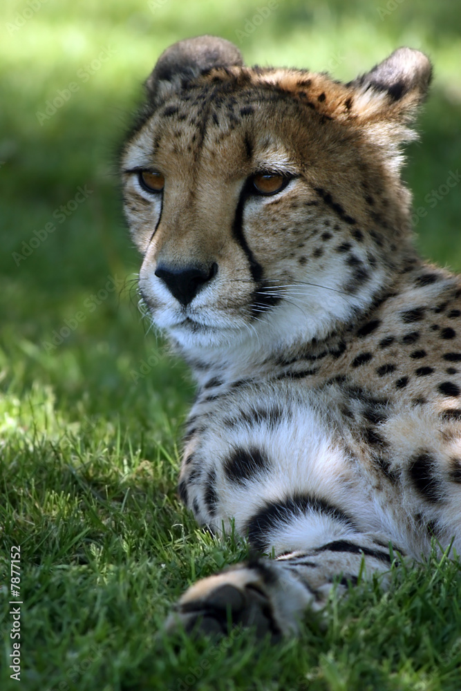Obraz premium African Cheetah