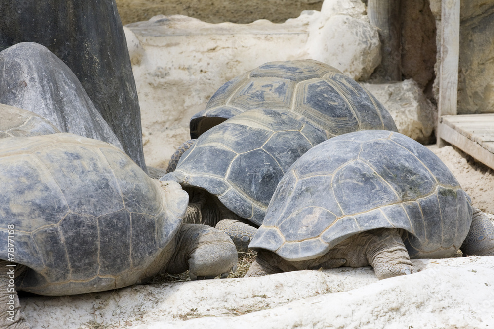 Fototapeta premium tortue de terre