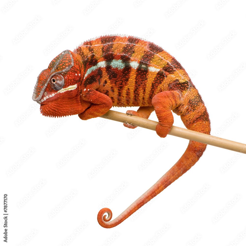 Fototapeta premium Chameleon Furcifer Pardalis - Sambava (2 years)